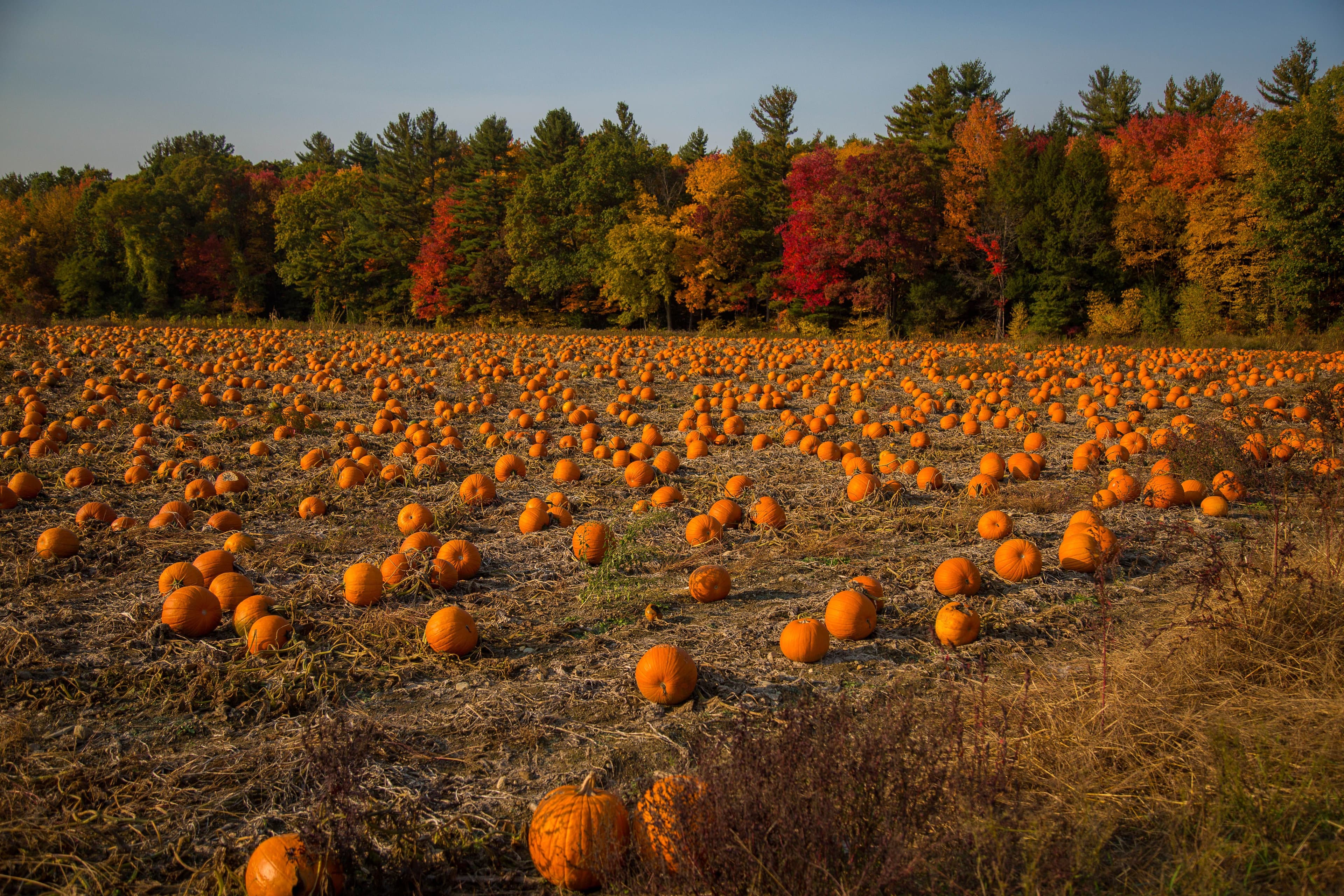 Family at a pumpkin patch on a farm