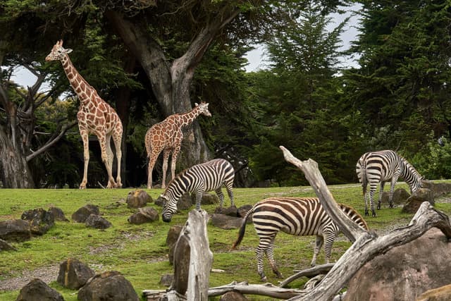 Zoo visitors watching animals through glass with natural light